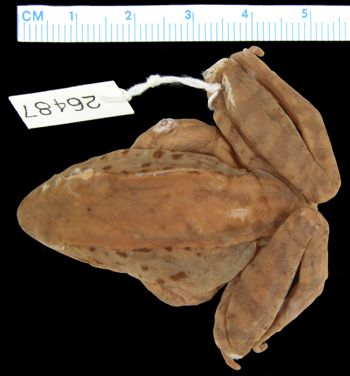 Media type: image; Herpetology A-26487